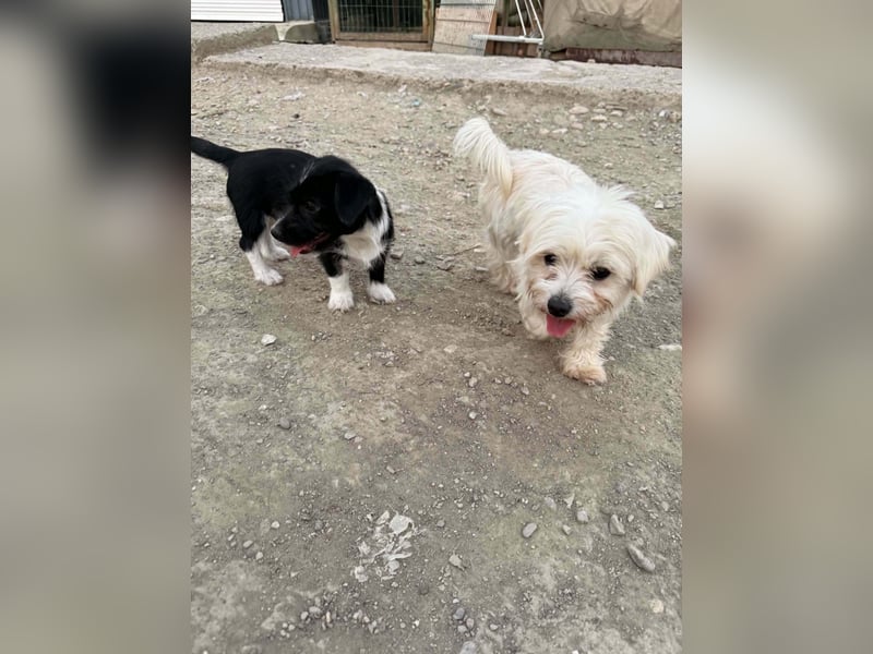 Perla sucht eine liebevolle Familie!