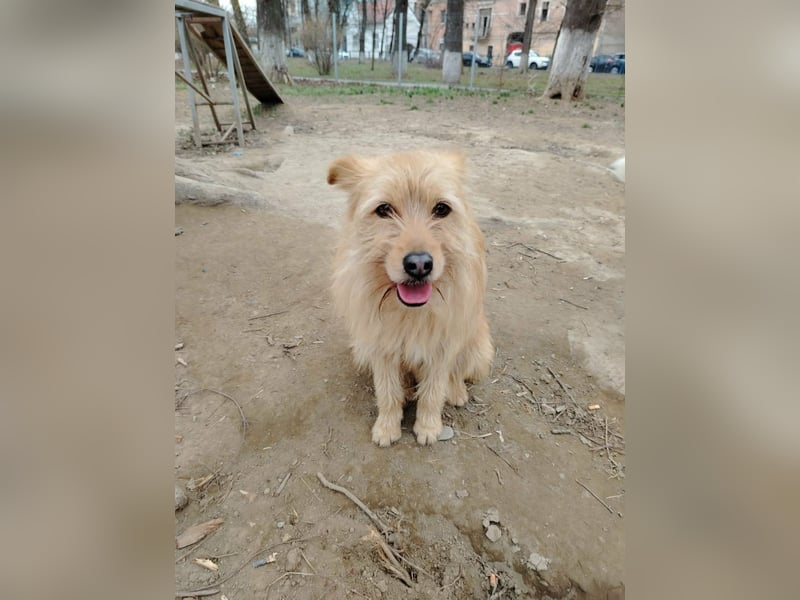 Benny sucht seine Familie