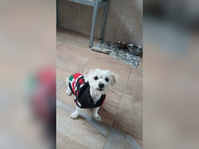 Kleine Lizzy sucht ihr Für-immer-Zuhause