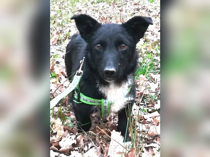 Suna 29cm geb. 06/2020 wartet in 29690 Schwarmstedt