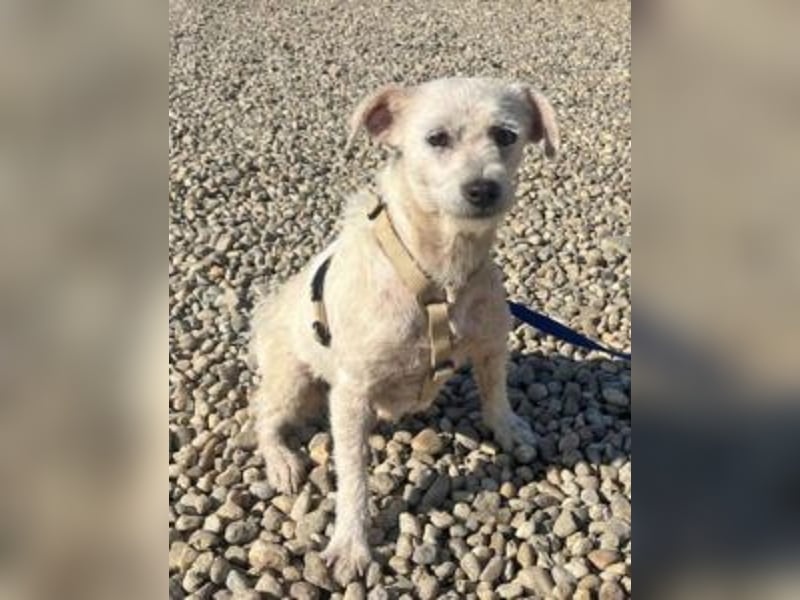 Ina – ein fröhliches Hundemädchen sucht ihr Für-immer-Zuhause!