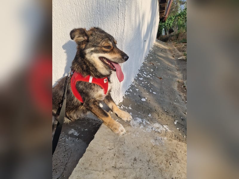 Jack 30 cm geb. 03/2024 wartet in 31303 Burgdorf auf besondere Menschen