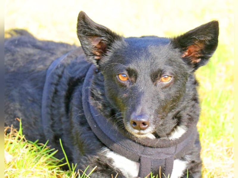 Suna 29cm geb. 06/2020 wartet in 29690 Schwarmstedt