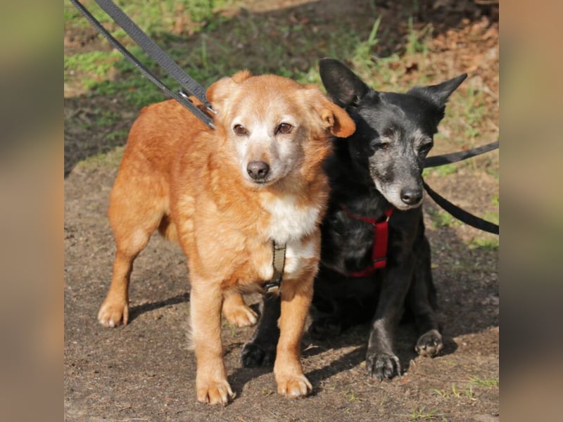 Pixi und Tonka suchen gemeinsam ein Zuhause 30 cm geb.03/2014