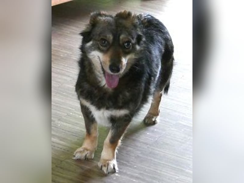 Jack 30 cm geb. 03/2024 wartet in 31303 Burgdorf auf besondere Menschen