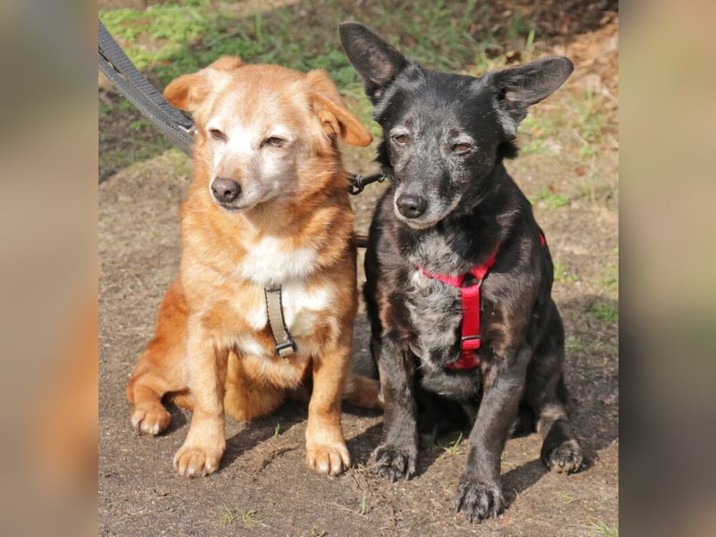 Pixi und Tonka suchen gemeinsam ein Zuhause 30 cm geb.03/2014