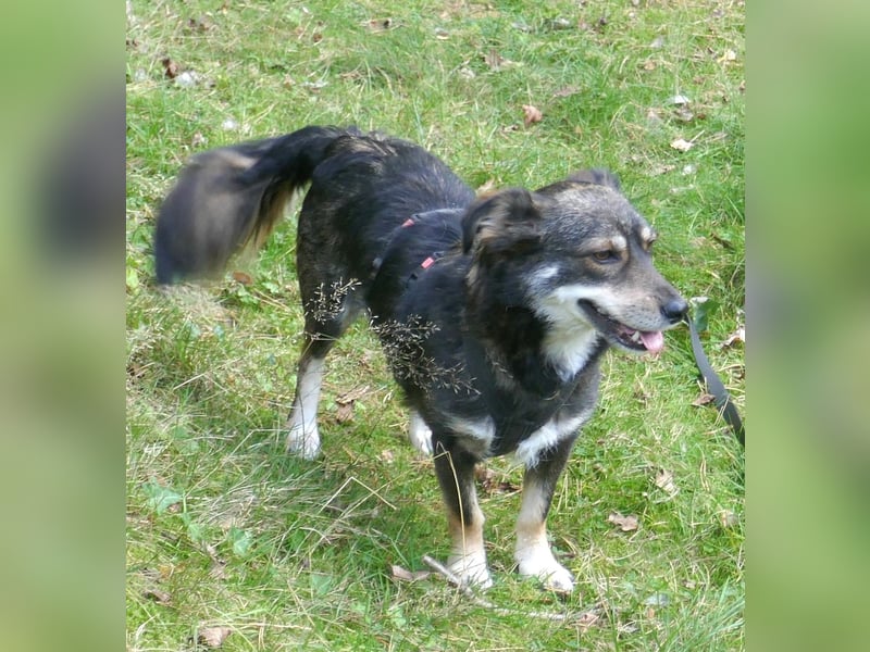 Jack 30 cm geb. 03/2024 wartet in 31303 Burgdorf