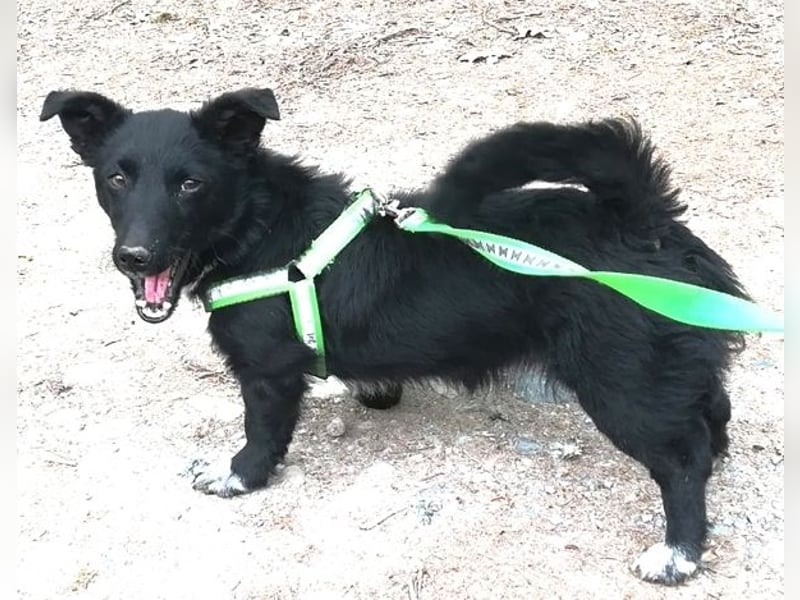 Suna 29cm geb. 06/2020 wartet in 29690 Schwarmstedt