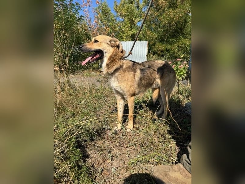 Baikal 40cm geb. 2022 hat Angst vor Drohnen und Raketen