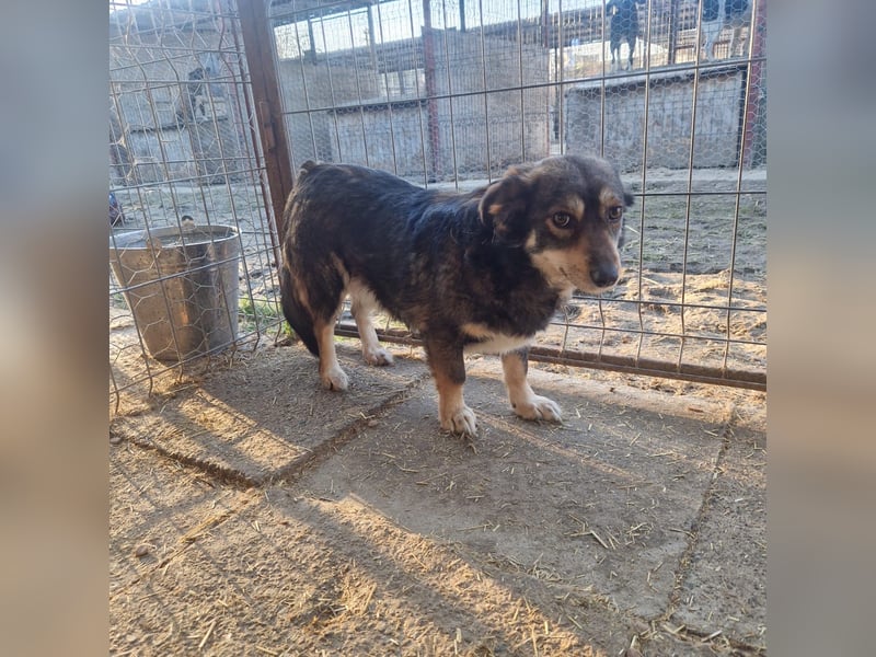 Jack 30 cm geb. 03/2024 wartet in 31303 Burgdorf auf besondere Menschen