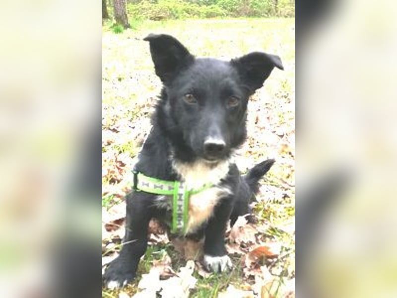 Suna 29cm geb. 06/2020 wartet in 29690 Schwarmstedt