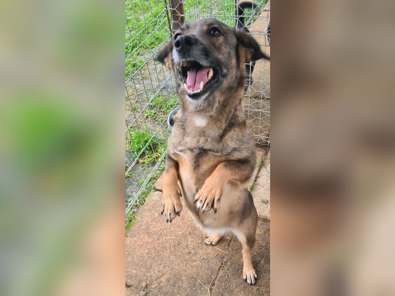 Olga 34 cm geb. 04/2023 ist unkompliziert und katzenverträglich