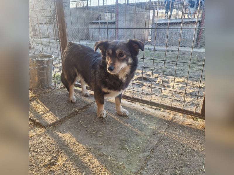 Jack 30 cm geb. 03/2024 wartet in 31303 Burgdorf auf besondere Menschen