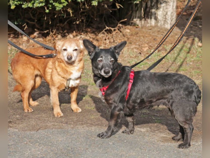 Pixi und Tonka suchen gemeinsam ein Zuhause 30 cm geb.03/2014