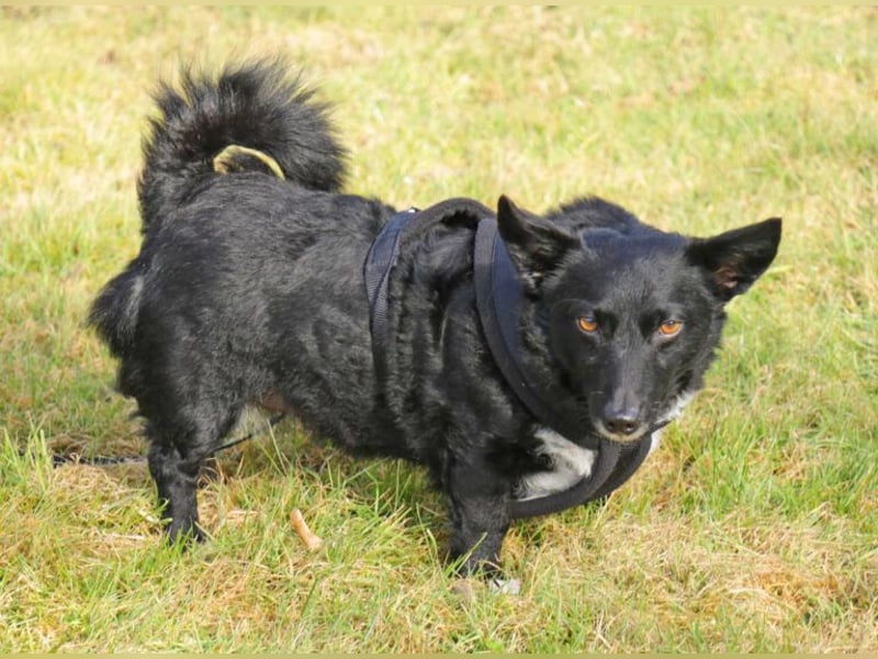 Suna 29cm geb. 06/2020 wartet in 29690 Schwarmstedt