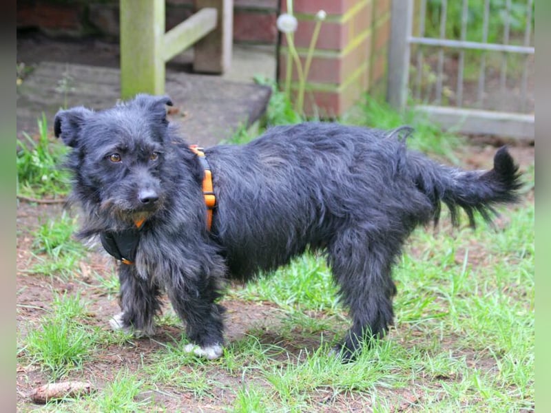 Der niedliche Dodi 30cm geb. 03/2025 wartet in Burgdorf bei Hannover