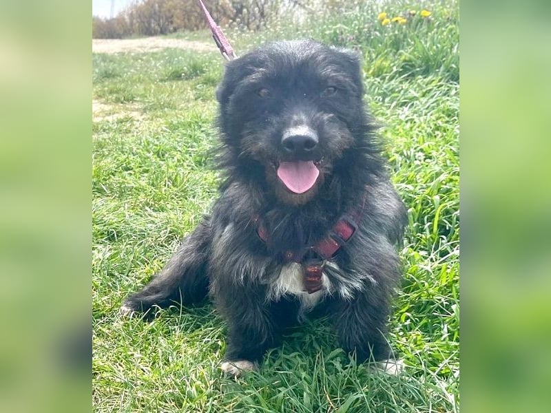 Dodi 30cm geb. 03/2025 kommt am 9.5. nach Burgdorf bei Hannover