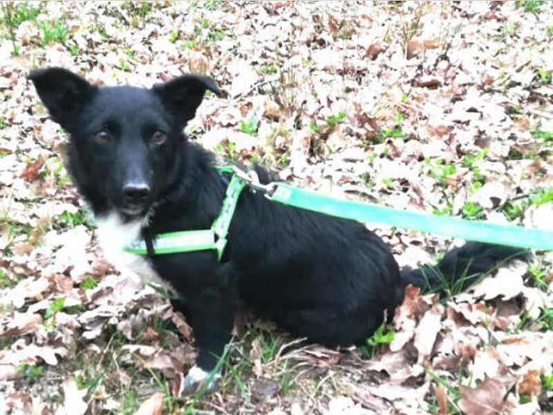 Suna 29cm geb. 06/2020 wartet in 29690 Schwarmstedt