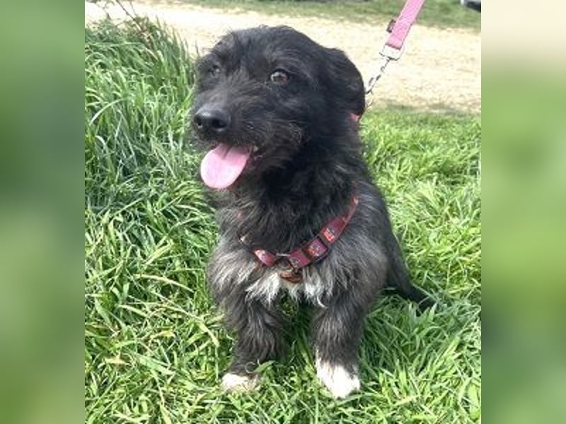 Dodi 30cm geb. 03/2025 kommt am 9.5. nach Burgdorf bei Hannover