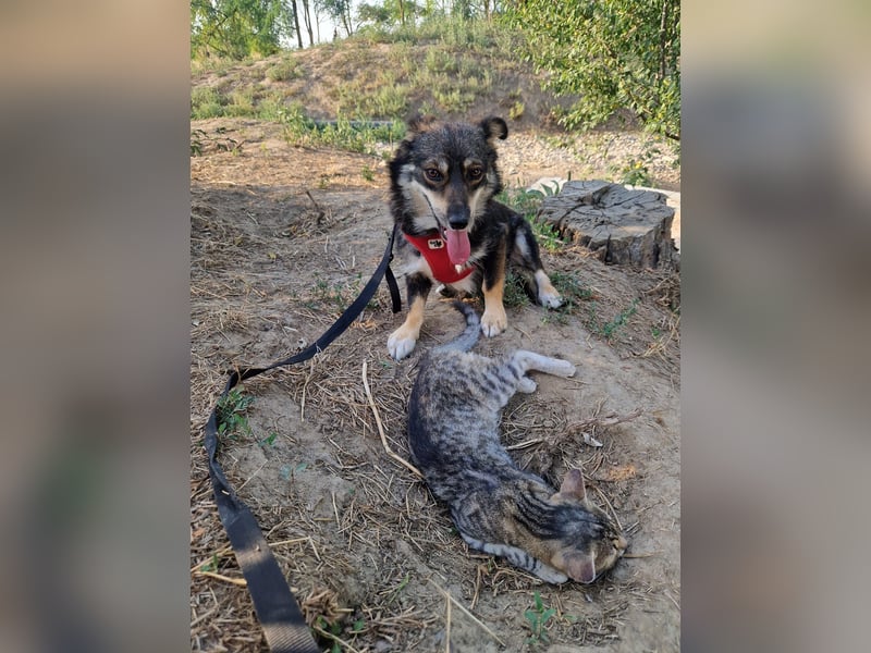 Jack 30 cm geb. 03/2024 wartet in 31303 Burgdorf auf besondere Menschen