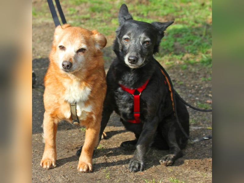 Pixi und Tonka suchen gemeinsam ein Zuhause 30 cm geb.03/2014