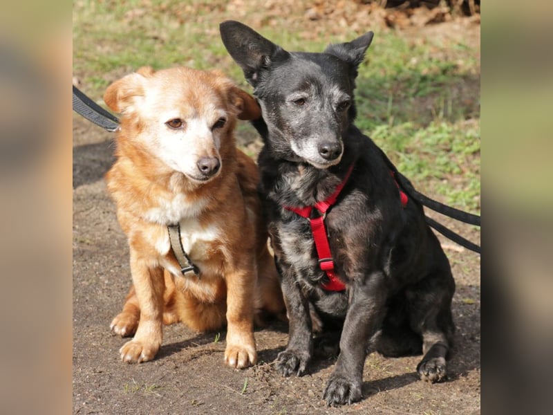 Pixi und Tonka suchen gemeinsam ein Zuhause 30 cm geb.03/2014