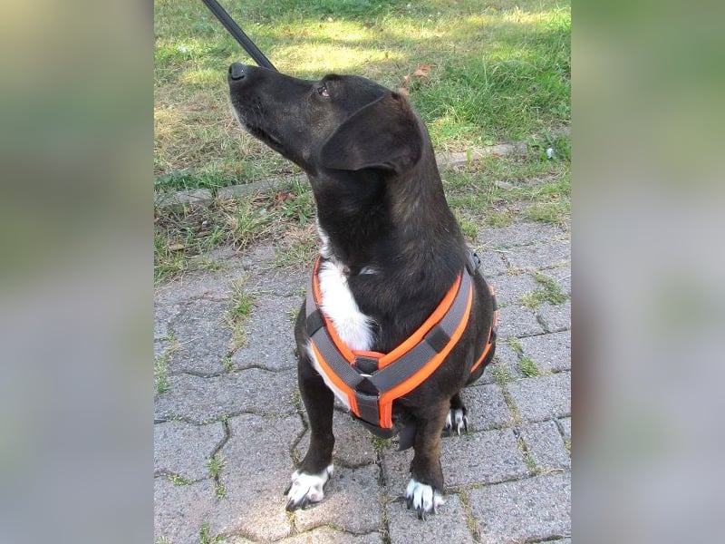 Nieke 36cm geb. 06/2021 wartet in Garbsen bei Hannover