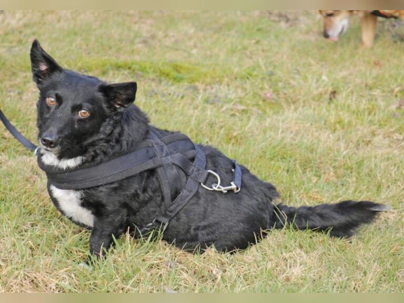 Suna 29cm geb. 06/2020 wartet in 29690 Schwarmstedt