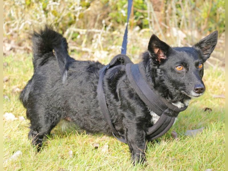 Suna 29cm geb. 06/2020 wartet in 29690 Schwarmstedt