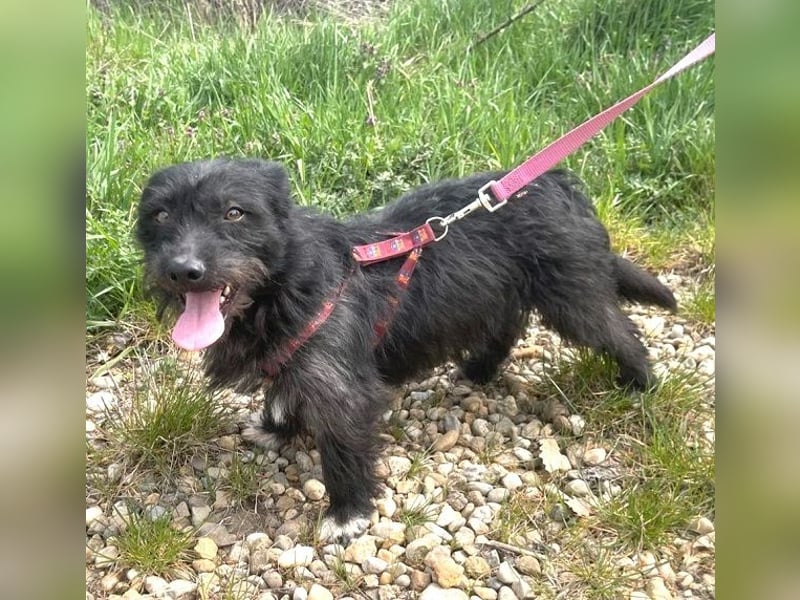 Dodi 30cm geb. 03/2025 kommt am 9.5. nach Burgdorf bei Hannover