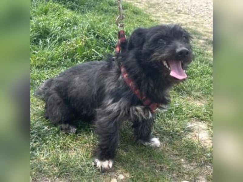 Dodi 30cm geb. 03/2025 kommt am 9.5. nach Burgdorf bei Hannover