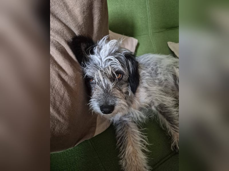 Kleine Funny(1 Jahr, 30 cm, 7 kg) sucht liebevolles Heim