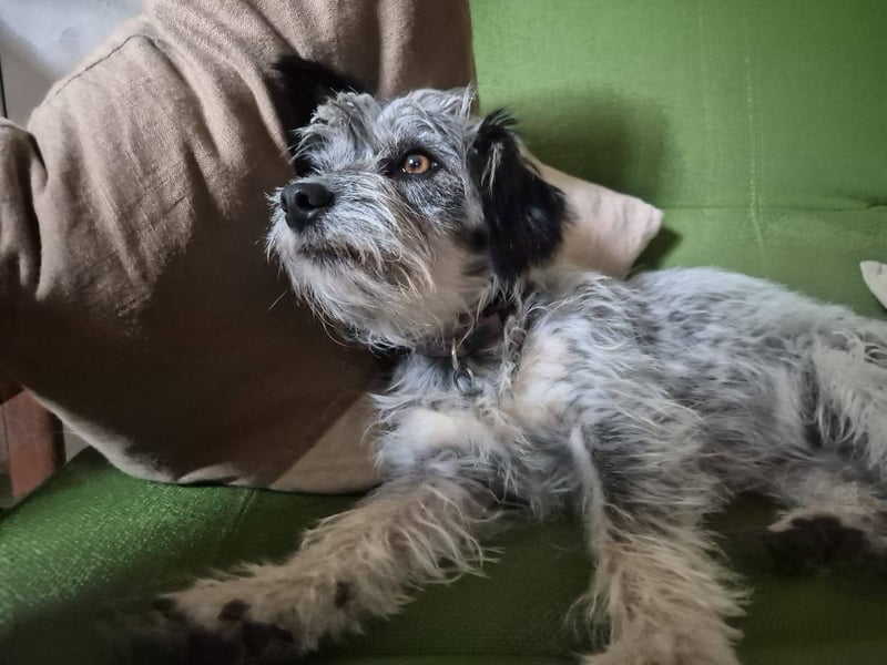 Kleine Funny(1 Jahr, 30 cm, 7 kg) sucht liebevolles Heim