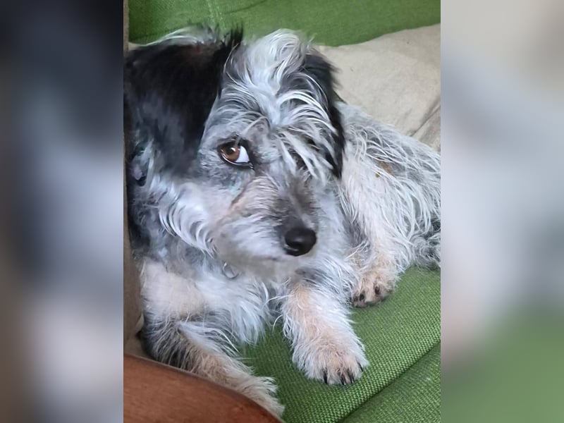 Kleine Funny(1 Jahr, 30 cm, 7 kg) sucht liebevolles Heim