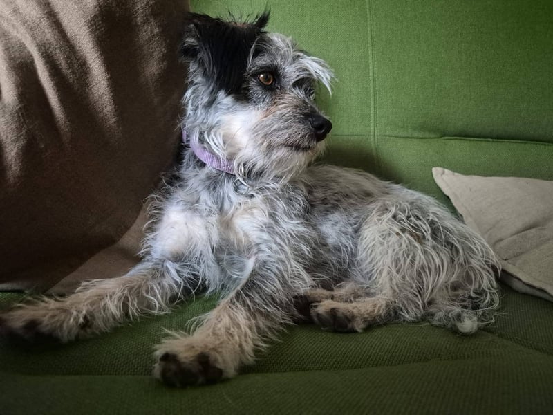 Kleine Funny(1 Jahr, 30 cm, 7 kg) sucht liebevolles Heim
