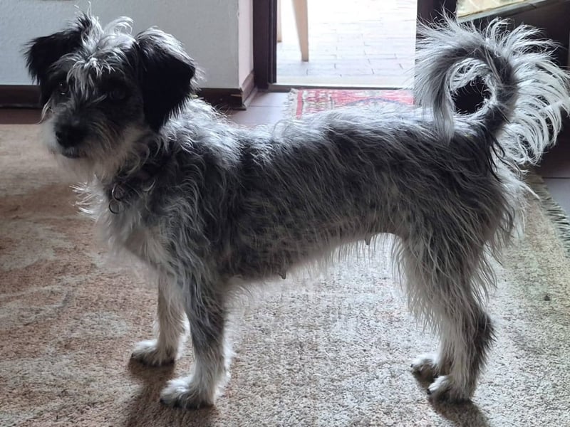 Kleine Funny(1 Jahr, 30 cm, 7 kg) sucht liebevolles Heim