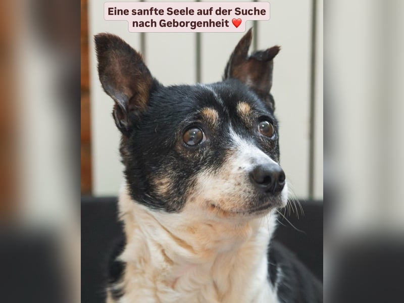 Hat Ida noch eine Chance auf ein Zuhause?