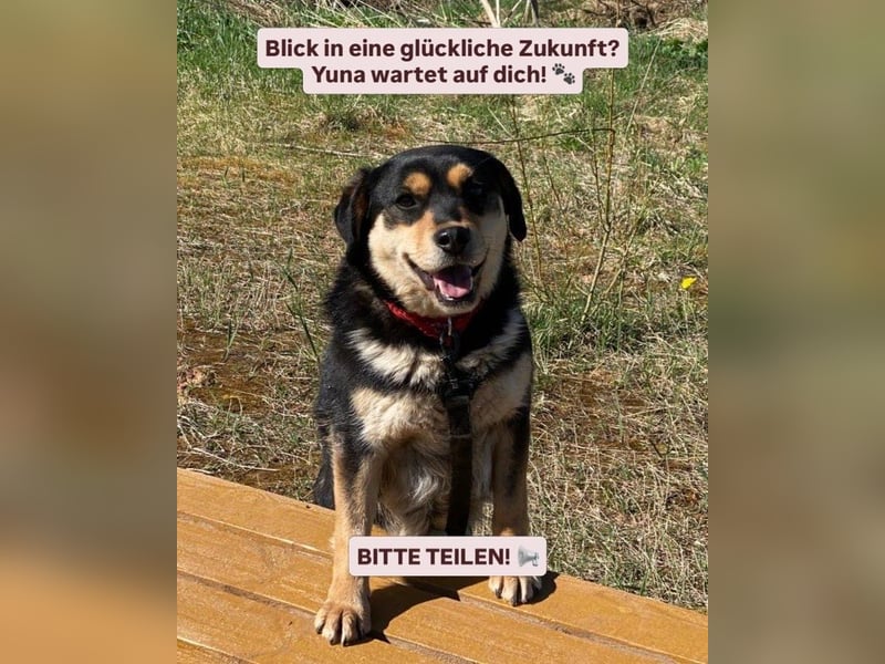 Eine treue Seele sucht ihr Für-Immer-Zuhause