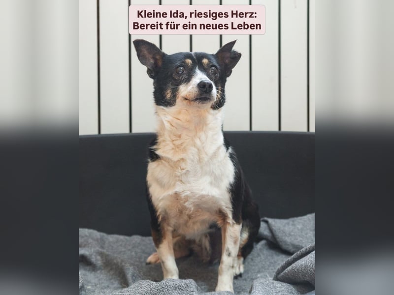 Hat Ida noch eine Chance auf ein Zuhause?