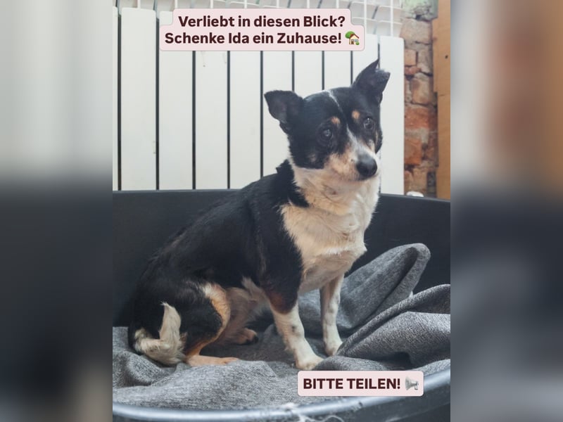Hat Ida noch eine Chance auf ein Zuhause?