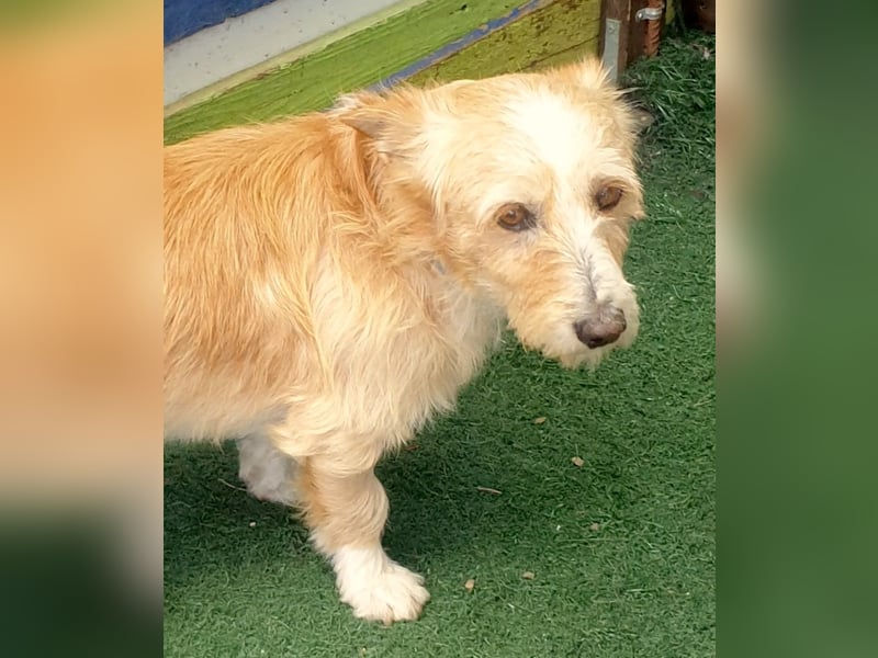 DALTON sucht sein ruhiges Glückskörbchen