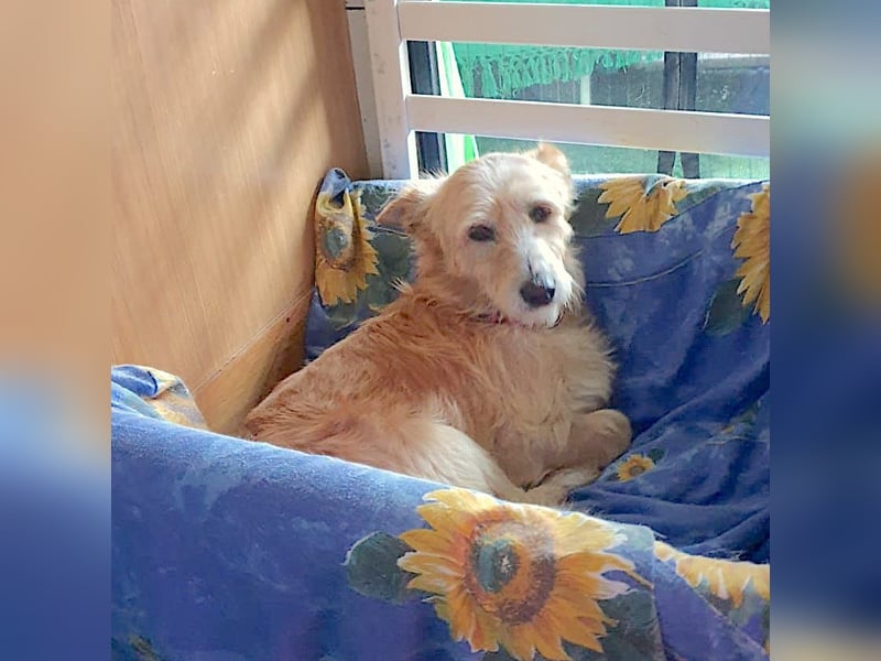 DALTON sucht sein ruhiges Glückskörbchen