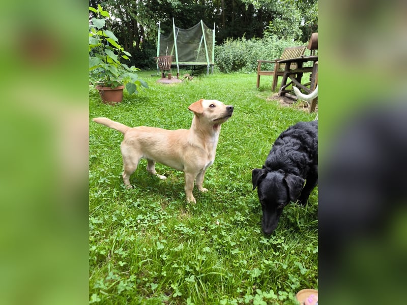 Kleine, zauberhafte Minihündin, 15Mon., gepflegt, kastriert, stubenrein