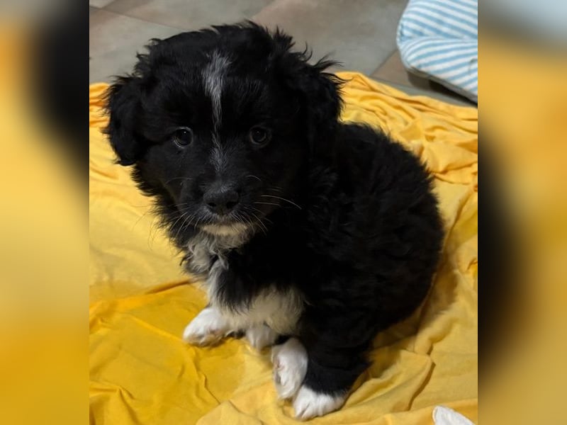 Mr. Rod, geb. ca. 10/2025, lebt in GRIECHENLAND, auf einer privaten Pflegestelle