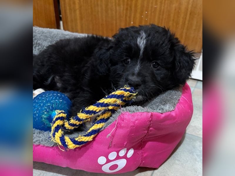 Mr. Rod, geb. ca. 10/2025, lebt in GRIECHENLAND, auf einer privaten Pflegestelle