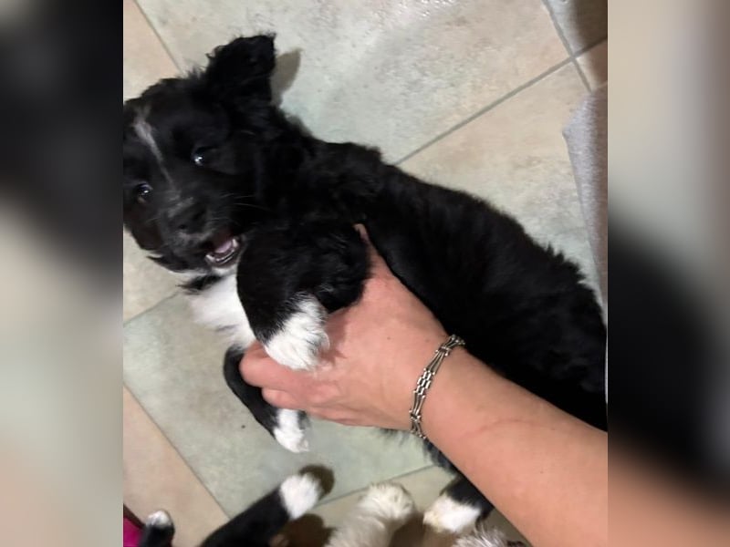 Mr. Rod, geb. ca. 10/2025, lebt in GRIECHENLAND, auf einer privaten Pflegestelle