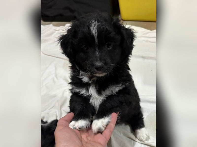 Mr. Rod, geb. ca. 10/2025, lebt in GRIECHENLAND, auf einer privaten Pflegestelle