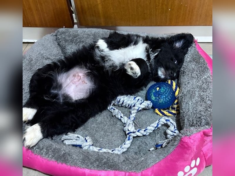 Mr. Rod, geb. ca. 10/2025, lebt in GRIECHENLAND, auf einer privaten Pflegestelle