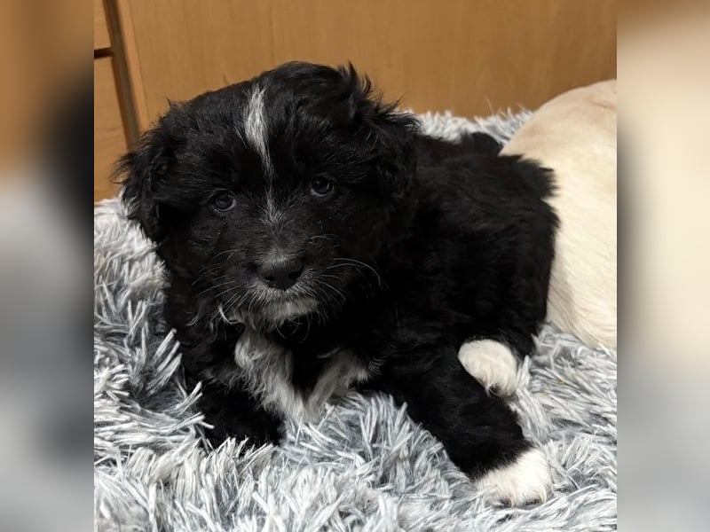 Mr. Rod, geb. ca. 10/2025, lebt in GRIECHENLAND, auf einer privaten Pflegestelle