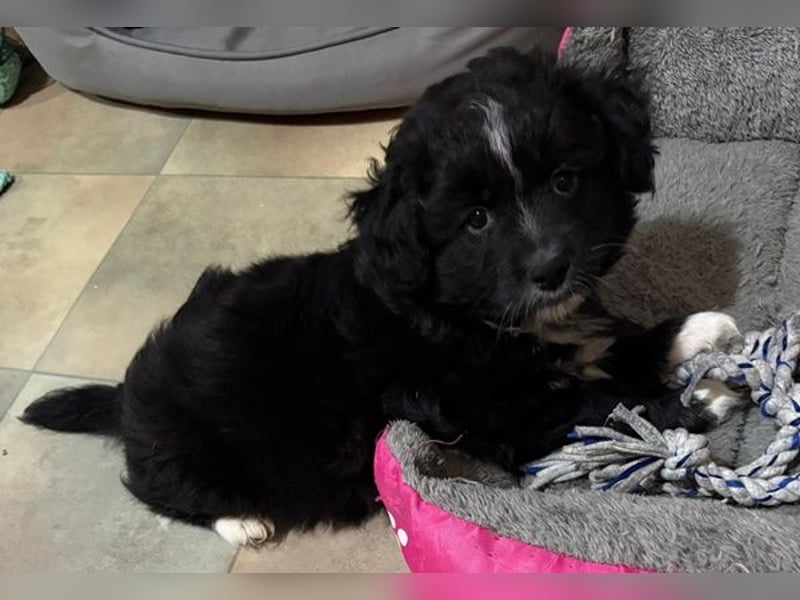 Mr. Rod, geb. ca. 10/2025, lebt in GRIECHENLAND, auf einer privaten Pflegestelle